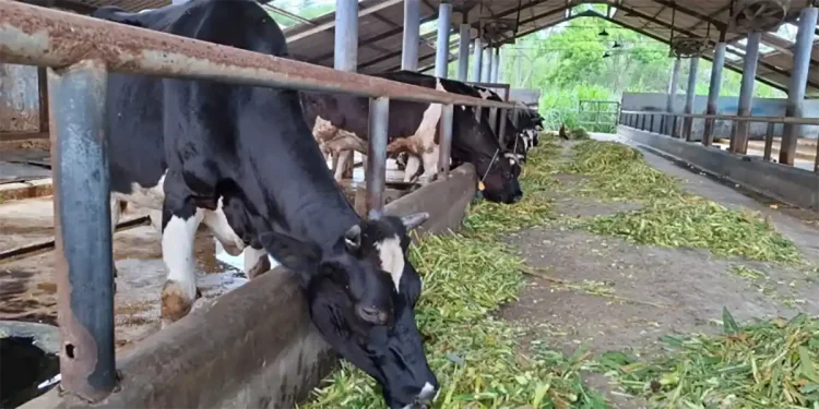 5 Sentra Susu Sapi Perah di Malang, Produksi Harian Tembus Ribuan Liter