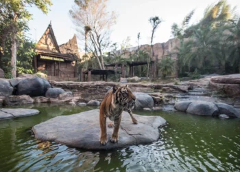 Batu Secret Zoo Pertegas Komitmen Konservasi dan Kesejahteraan Satwa di Hari Harimau Sedunia