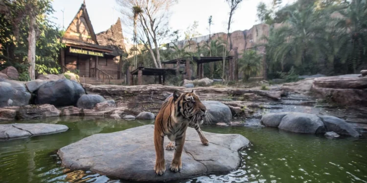 Batu Secret Zoo Pertegas Komitmen Konservasi dan Kesejahteraan Satwa di Hari Harimau Sedunia