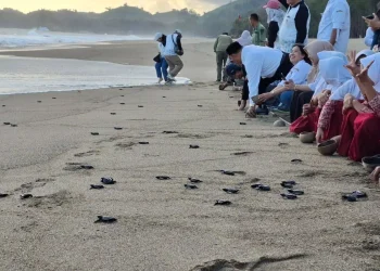 BSTC Berhasil Lepaskan Lebih dari 28 Ribu Tukik ke Habitat Alami
