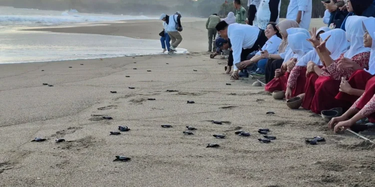 BSTC Berhasil Lepaskan Lebih dari 28 Ribu Tukik ke Habitat Alami