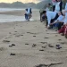 BSTC Berhasil Lepaskan Lebih dari 28 Ribu Tukik ke Habitat Alami