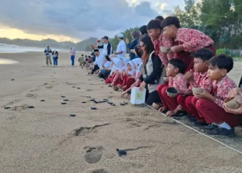 Pelepasan tukik di Pantai Bajulmati