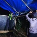 Polres Malang Bongkar Dua Arena Diduga Lokasi Judi Sabung Ayam di Singosari dan Gedangan