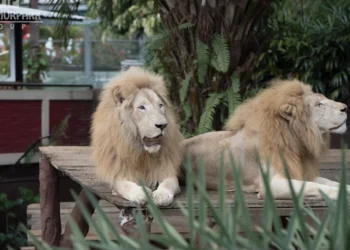 Jatim Park Group Pastikan Singa di Batu Secret Zoo Kurus karena Faktor Usia