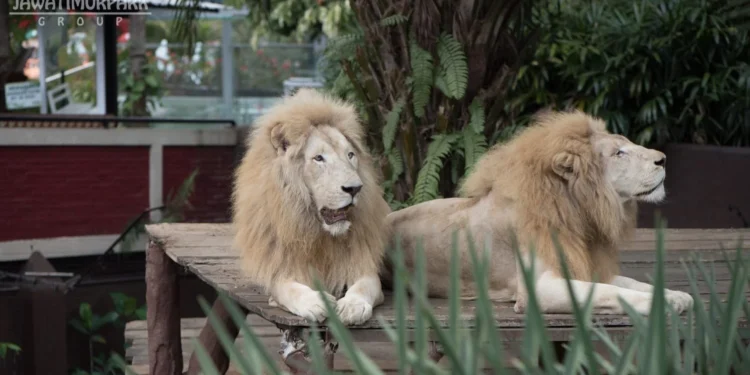 Jatim Park Group Pastikan Singa di Batu Secret Zoo Kurus karena Faktor Usia