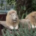 Jatim Park Group Pastikan Singa di Batu Secret Zoo Kurus karena Faktor Usia