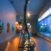 Jelajahi Kehidupan Bawah Laut hingga 2.000 Meter di Museum Satwa Jatim Park 2