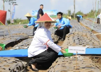 Kabupaten Malang Dapat 80 Ton Benih Bawang Putih