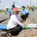 Kabupaten Malang Dapat 80 Ton Benih Bawang Putih