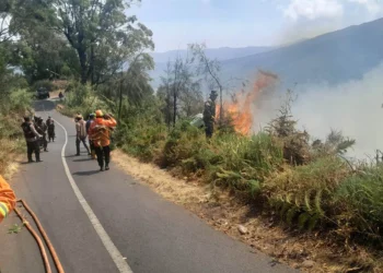 Kebakaran di Bromo Meluas, 50 Hektare Lahan Terdampak