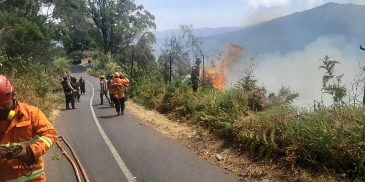 Kebakaran di Bromo Meluas, 50 Hektare Lahan Terdampak
