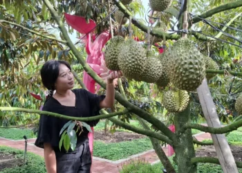 Kunjungan Wisatawan Melonjak, Realisasi Pajak Hiburan Kota Batu Tembus 83 Persen