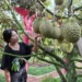 Kunjungan Wisatawan Melonjak, Realisasi Pajak Hiburan Kota Batu Tembus 83 Persen
