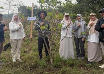 UMM Jaga Varietas Jarak Pagar JCUMM5 untuk Pengembangan Bioenergi