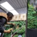 Moss Art Desa Sidomulyo Tembus Pasar Nasional