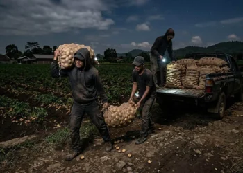 Warga Sumberbrantas Resah, Pencurian Kentang Berlangsung Dua Pekan
