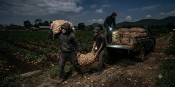 Warga Sumberbrantas Resah, Pencurian Kentang Berlangsung Dua Pekan