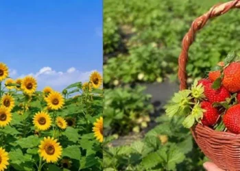Wisata Kebun