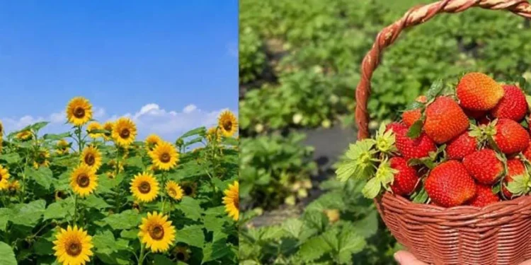 Wisata Kebun