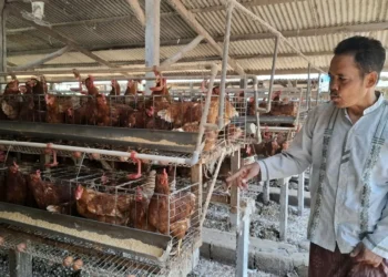 Ayam Peternak