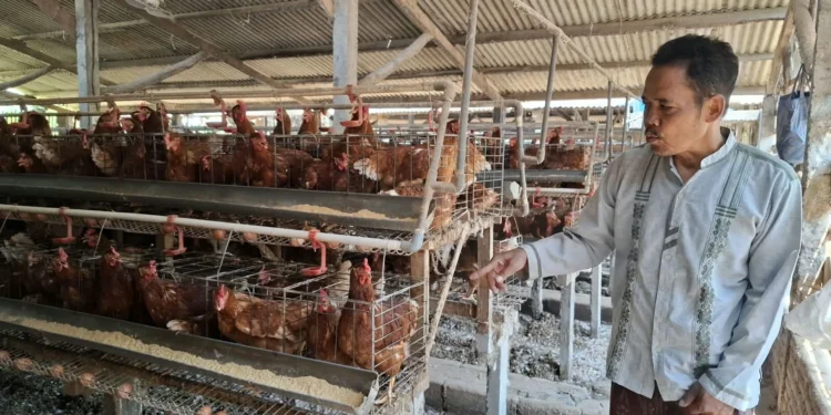 Ayam Peternak