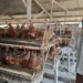 Ayam Peternak