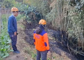 Bakar Sampah Sembarangan Diduga Picu Kebakaran Lahan Bambu di Mojorejo Batu