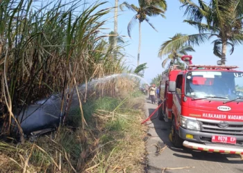 Dua Lahan Tebu Terbakar di Wagir dalam Sehari, Total 1,5 Hektare Terdampak