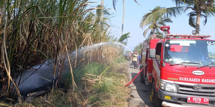 Dua Lahan Tebu Terbakar di Wagir dalam Sehari, Total 1,5 Hektare Terdampak