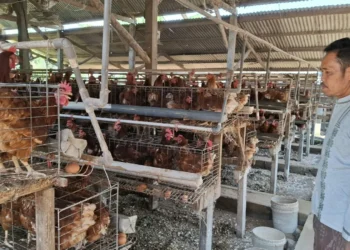 Harga Telur Anjlok di Malang, Peternak Ayam Kepanjen Kuras Tabungan