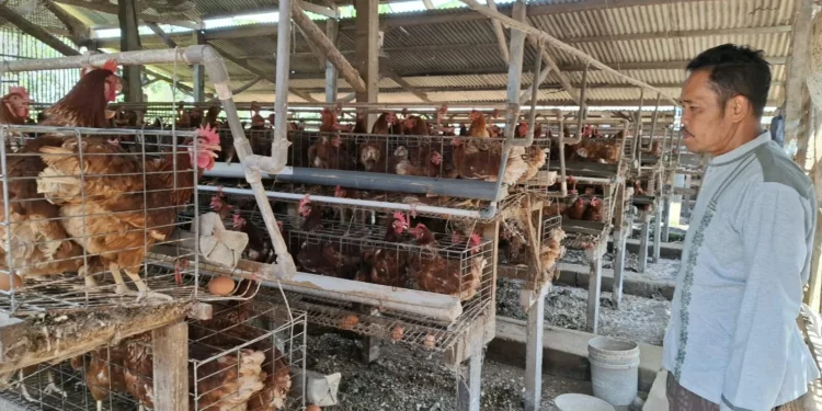Harga Telur Anjlok di Malang, Peternak Ayam Kepanjen Kuras Tabungan