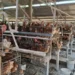 Harga Telur Anjlok di Malang, Peternak Ayam Kepanjen Kuras Tabungan