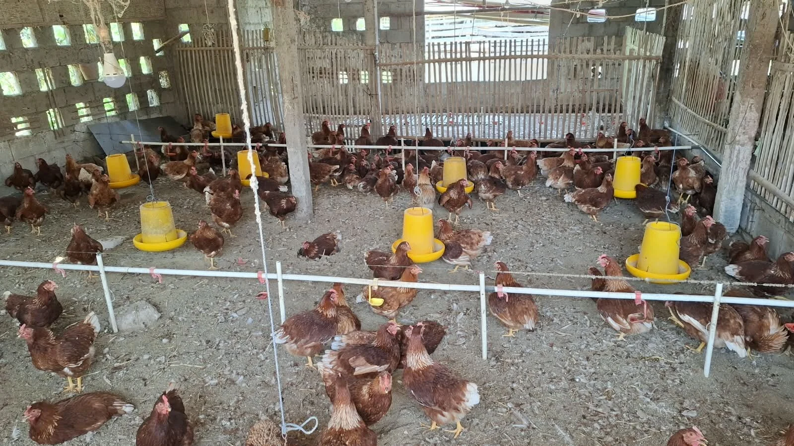 Harga Telur Anjlok Di Malang Peternak Ayam Kepanjen Kuras Tabungan 19