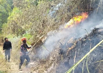 Kebakaran Hutan Pinus Kota Batu, 1 Hektare Terbakar akibat Bakar Serasah