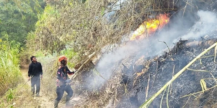 Kebakaran Hutan Pinus Kota Batu, 1 Hektare Terbakar akibat Bakar Serasah