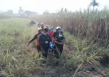 Kebakaran Lahan Tebu di Pakisaji Malang, Pemilik Lahan Tewas