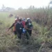 Kebakaran Lahan Tebu di Pakisaji Malang, Pemilik Lahan Tewas