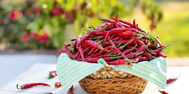 Musim Kemarau Ancam Gagal Panen, Petani Cabai Disarankan Siapkan Irigasi Drip