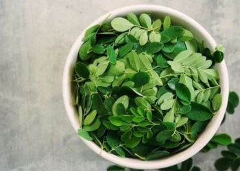 13 Manfaat Daun Kelor untuk Kesehatan