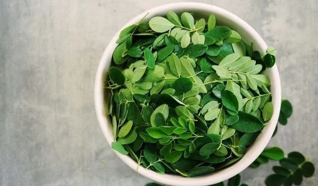 13 Manfaat Daun Kelor untuk Kesehatan