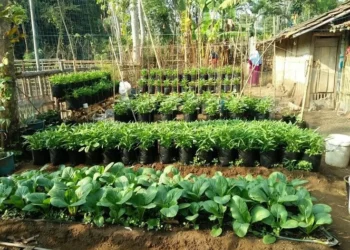 5 Manfaat Menanam Sayur di Pekarangan Rumah, Bisa Hemat Belanja