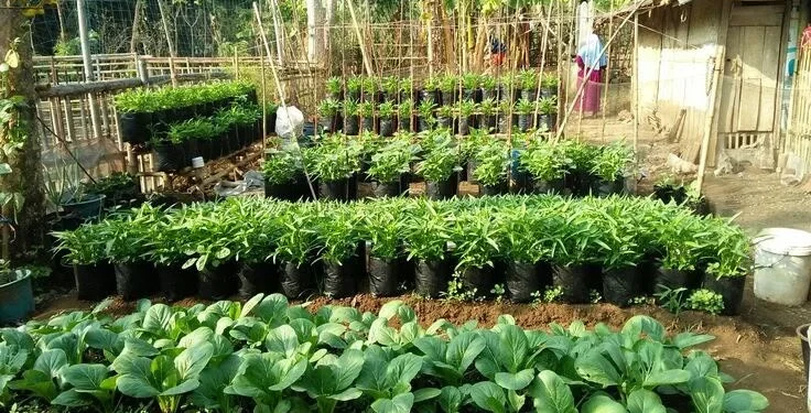 5 Manfaat Menanam Sayur di Pekarangan Rumah, Bisa Hemat Belanja