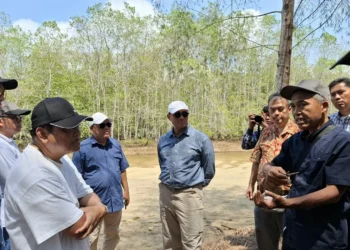 Ketua BAKN RI Andreas Eddy Susetyo (kiri) dan Kepala Eksekutif OJK Hasan Fawzi saat meninjau potensi karbon mangrove di Pantai CMC Tiga Warna. Foto: Azmy