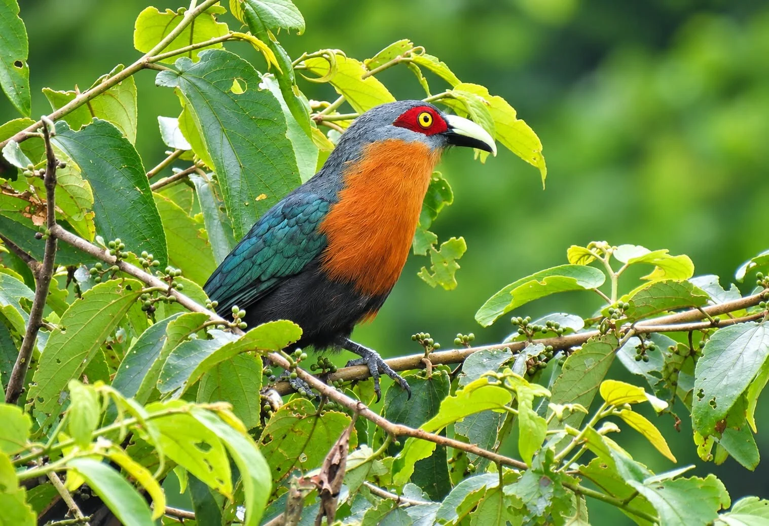Wisata konservasi burung - Birdwatching Gunung Arjuno Jadi Wisata Konservasi Burung