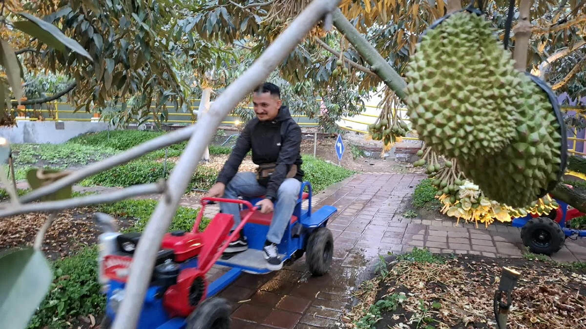 Dufan Kota Batu Hadirkan Safari Drien untuk Keliling Kebun Durian