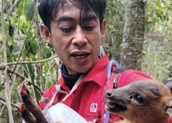 Kisah Relawan Terobos Api Selamatkan Anak Kijang yang Terjebak Karhutla Gunung Arjuno