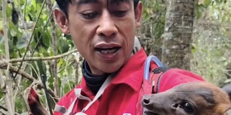 Kisah Relawan Terobos Api Selamatkan Anak Kijang yang Terjebak Karhutla Gunung Arjuno