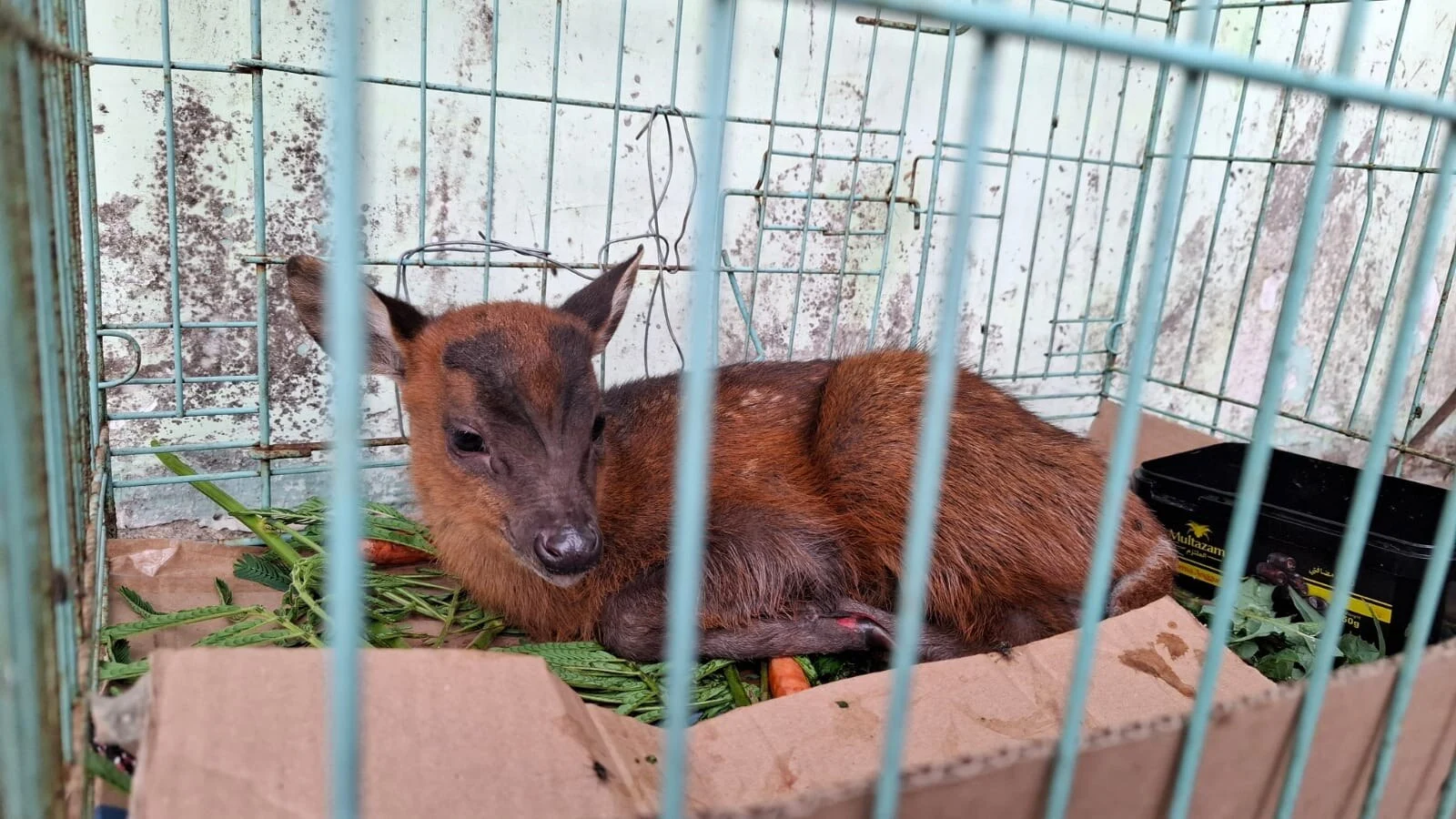 Kisah Relawan Terobos Api Selamatkan Anak Kijang yang Terjebak Karhutla Gunung Arjuno