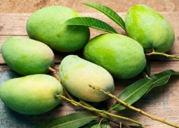 Mangga Muda Melimpah di Malang, Ini 4 Ide Olahan yang Menggugah Selera
